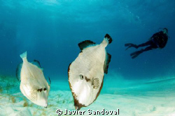 I didnt know the diver was there when I took the photo, a... by Javier Sandoval 